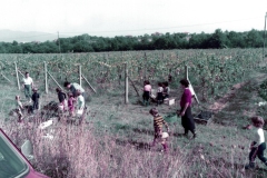 6-Vendemmia-1981-Archivio-Giacomo-Ghini.